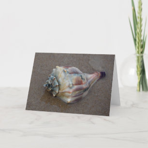 Conch Snäcka på Beach Tack Kort
