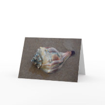 Conch Snäcka på Beach