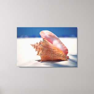 Conch Snäcka på fack 2 Canvastryck