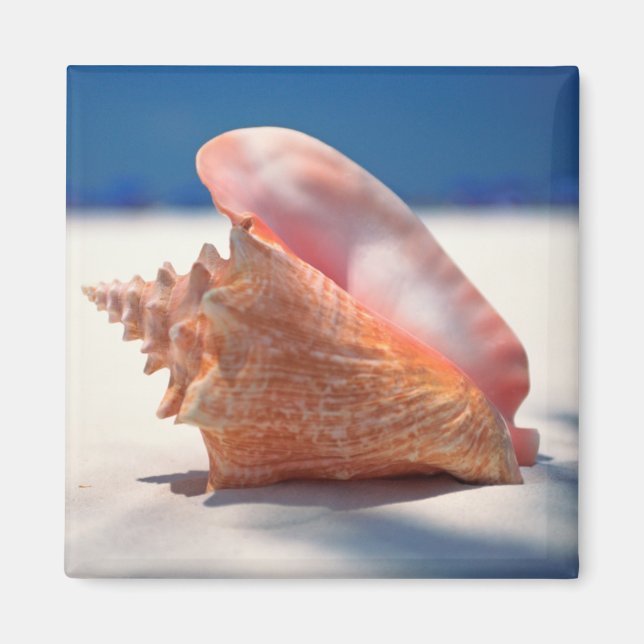 Conch Snäcka på fack 2 Magnet (Framsidan)