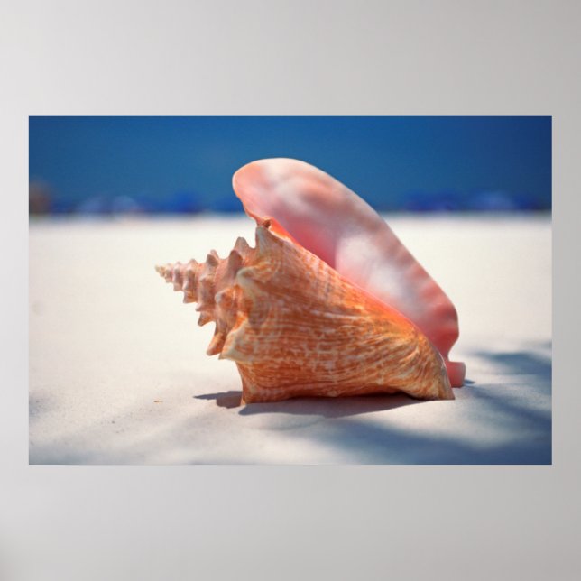Conch Snäcka på fack 2 Poster (Framsidan)