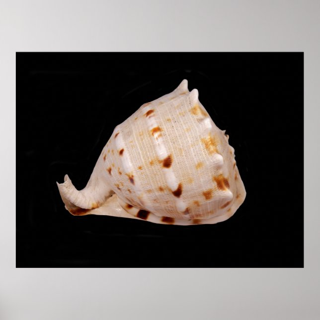 Conch Snäcka Poster (Framsidan)