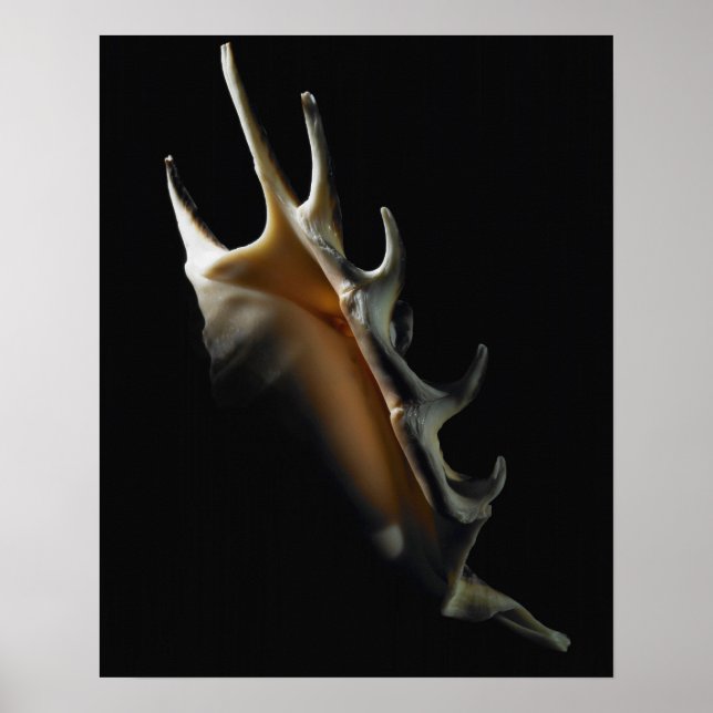 Conch snäcka poster (Framsidan)
