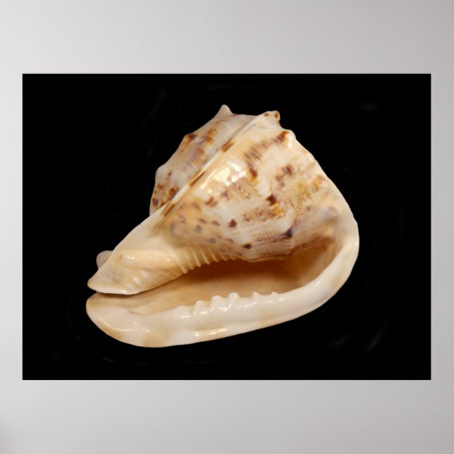 Conch Snäcka Poster (Framsidan)