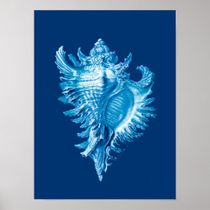 Conch Snäcka Sea Life Print, Indigo Blue and White Poster