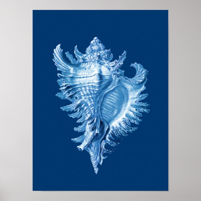 Conch Snäcka Sea Life Print, Indigo Blue and White Poster (Framsidan)