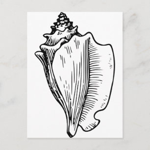 Conch Snäcka Sketch Vykort