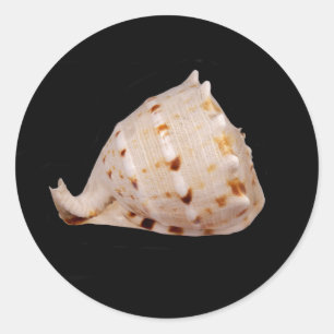 Conch Snäcka Sticker Runt Klistermärke