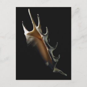 Conch snäcka vykort