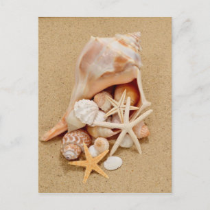 Conch Snäcka with Snäckors and Starfish Vykort