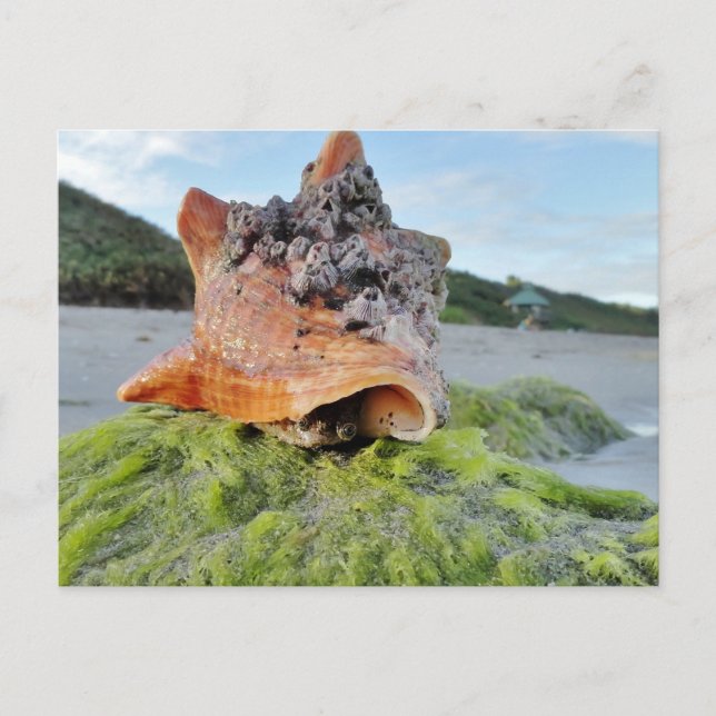 Conch-Snäckan på Beach Vykort (Framsida)