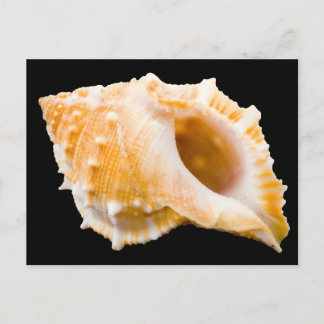 Conch Vykort