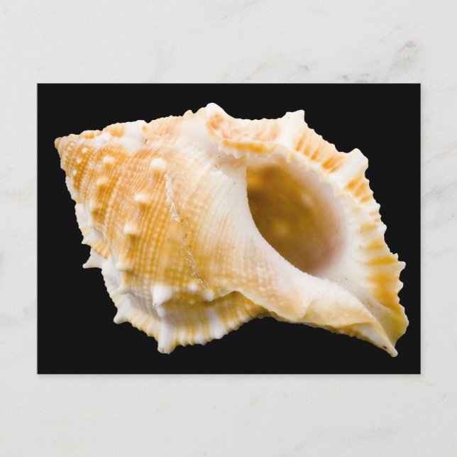 Conch Vykort (Framsida)