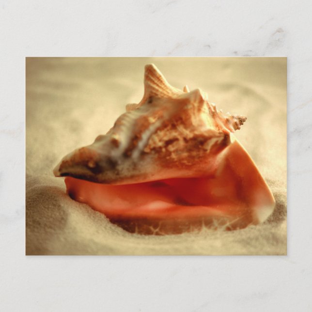 Conch Vykort (Framsida)