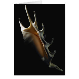 Conchsnäcka Hälsningskort