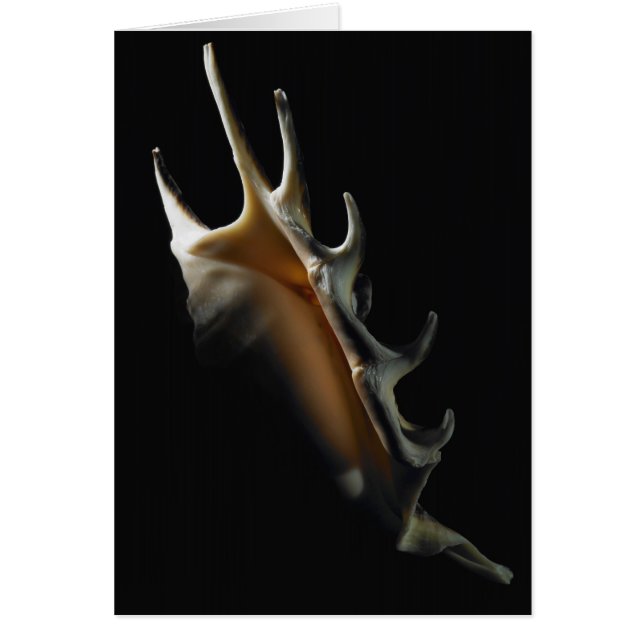 Conchsnäcka Hälsningskort (Framsidan)