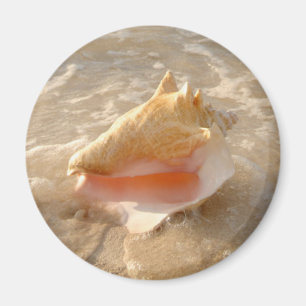 Conchsnäcka i Sand på tropisk strand Magnet