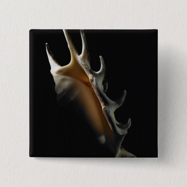 Conchsnäcka Knapp (Framsida)