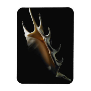Conchsnäcka Magnet