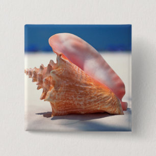Conchsnäcka på strand 2 knapp