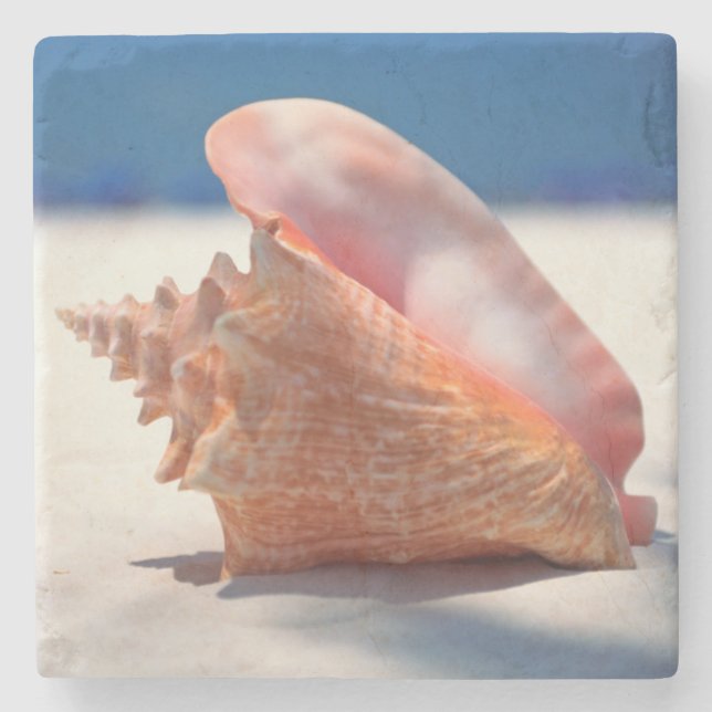 Conchsnäcka på strand 2 stenunderlägg (Framsidan)