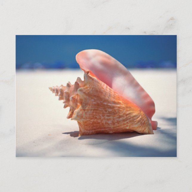 Conchsnäcka på strand 2 vykort (Framsida)