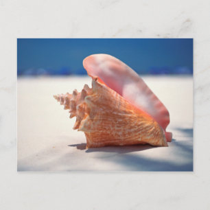 Conchsnäcka på strand 2 vykort