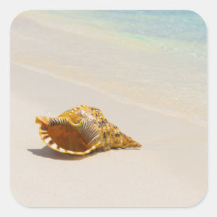 Conchsnäcka på strand 3 fyrkantigt klistermärke