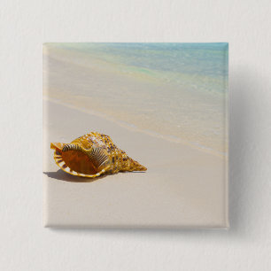 Conchsnäcka på strand 3 knapp