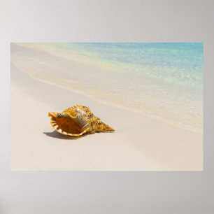Conchsnäcka på strand 3 poster