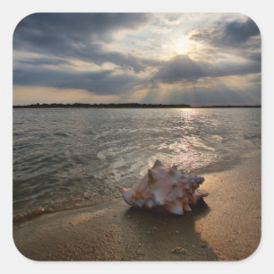 Conchsnäcka på strand St Augustine, Fl Fyrkantigt Klistermärke