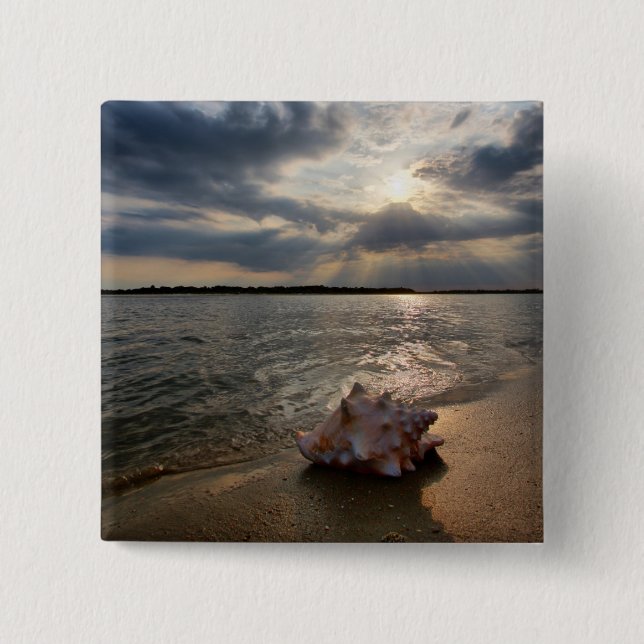 Conchsnäcka på strand | St Augustine, Fl Knapp (Framsida)