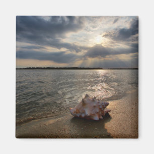 Conchsnäcka på strand St Augustine, Fl Magnet
