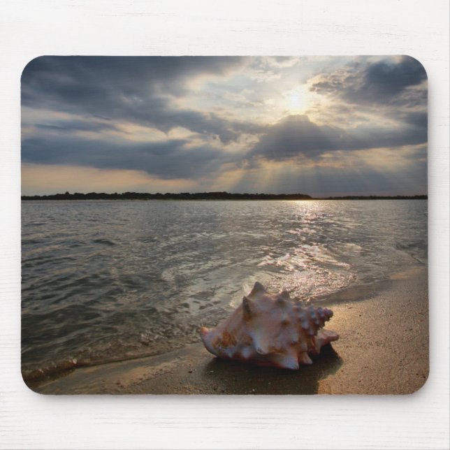 Conchsnäcka på strand | St Augustine, Fl Musmatta (Framsidan)