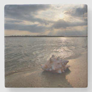 Conchsnäcka på strand St Augustine, Fl Stenunderlägg