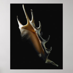Conchsnäcka Poster
