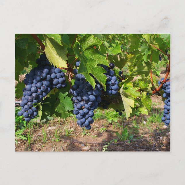 Concord Graps on the Vine Postcard Vykort (Framsida)