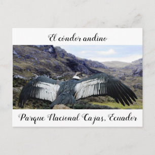 Cóndor Andino-vykort Vykort