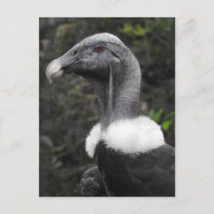 Condor Postcard Vykort