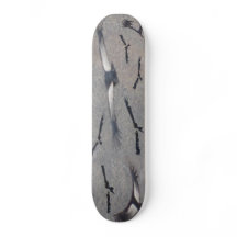 CondorSkateboard