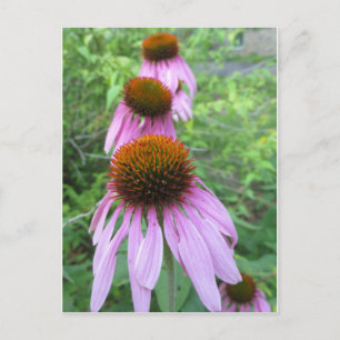 Cone Flower Trio Vykort