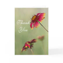 Cone Flowers börjar blomma tack.