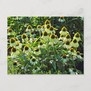 Cone Flowers, Bute Park, Cardiff, Wales Vykort