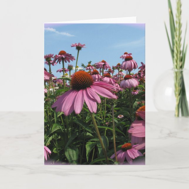 Cone Flowers Greeting Card Kort (Framsida)
