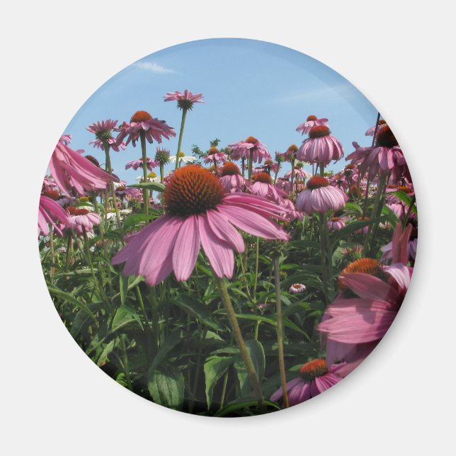 Cone Flowers Magnet (Framsidan)