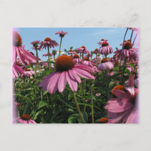 Cone Flowers vykort