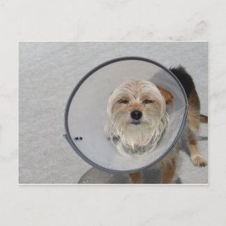 Cone Head Vykort