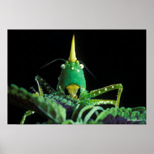 Cone-Headed Grashopper Poster