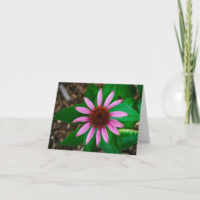Coneflower Beauty Tack Kort (Framsida)