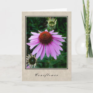 Coneflower - blom- serie kort